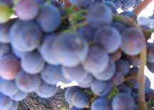 grapes picture