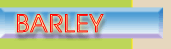 barley